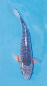 azagi азаги