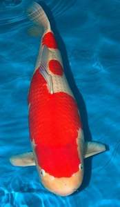 kohaku кохаку