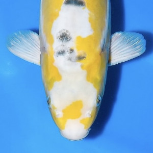 Хариуаке
